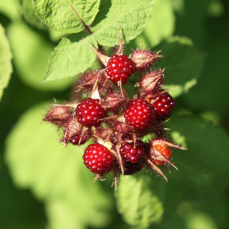 Japanese wineberry young plants