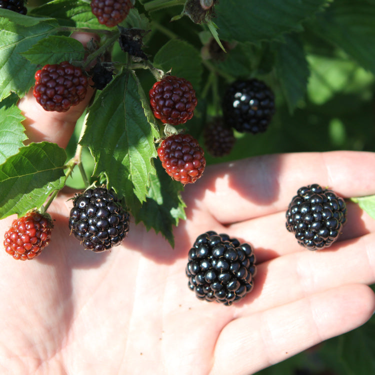 Blackberry 'Asterina' young plants