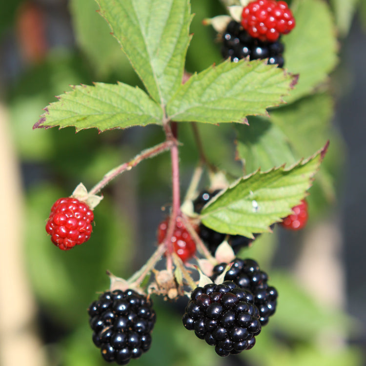 Blackberry Navaho® 'Summerlong'® young plants