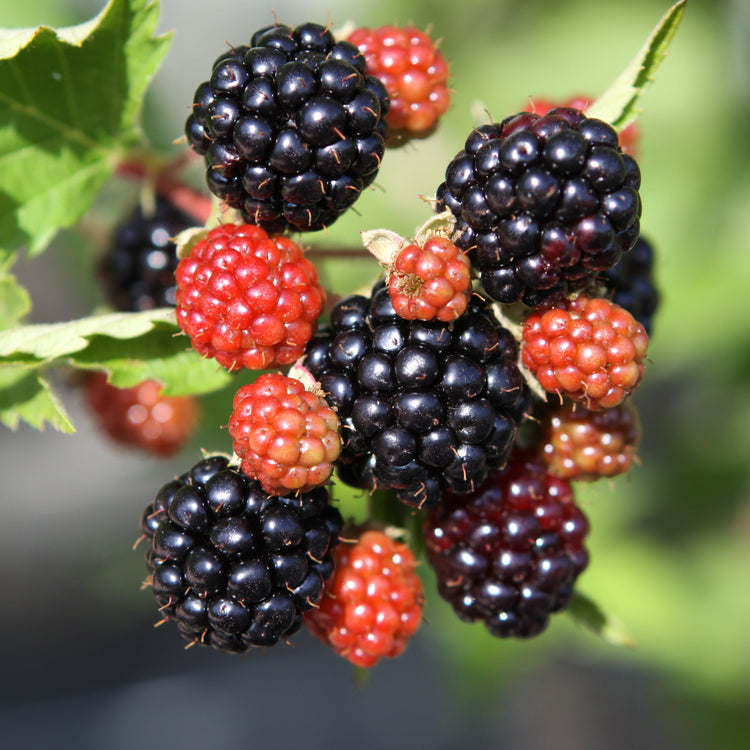 Blackberry Navaho® 'Bigandearly'® young plants