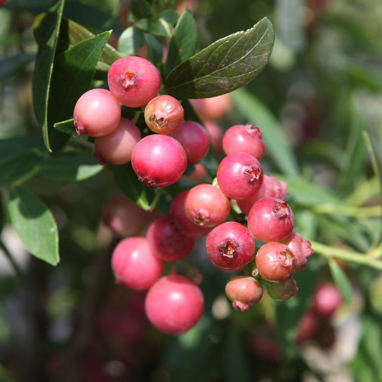 Heidelbeere 'Pink Lemonade'®-Jungpflanzen