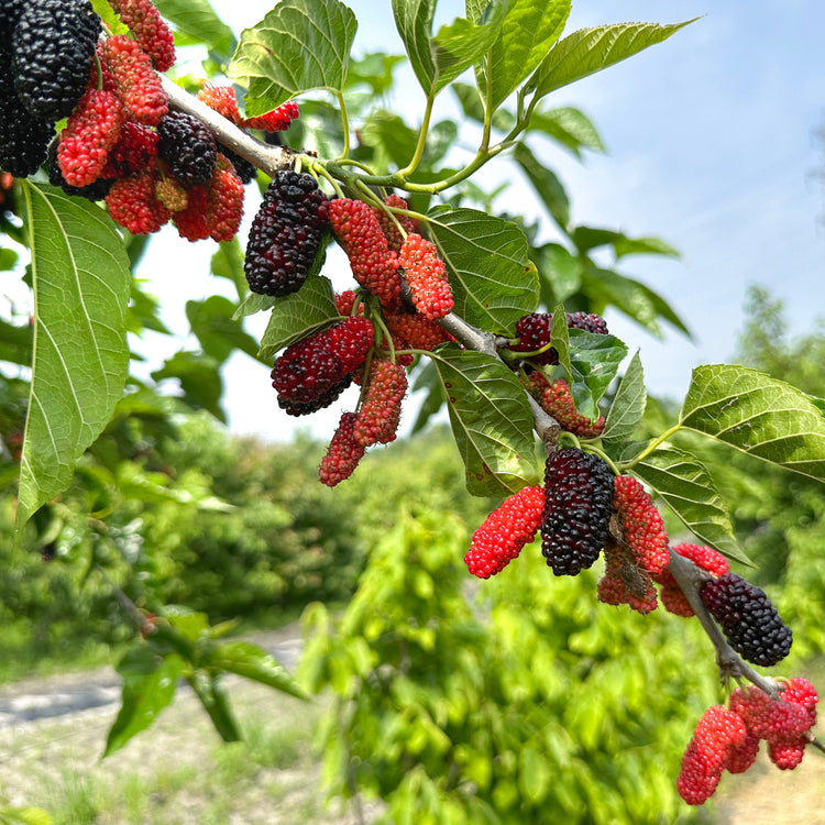 Mulberry Bombyx® 'One Million Everbearing®' young plants