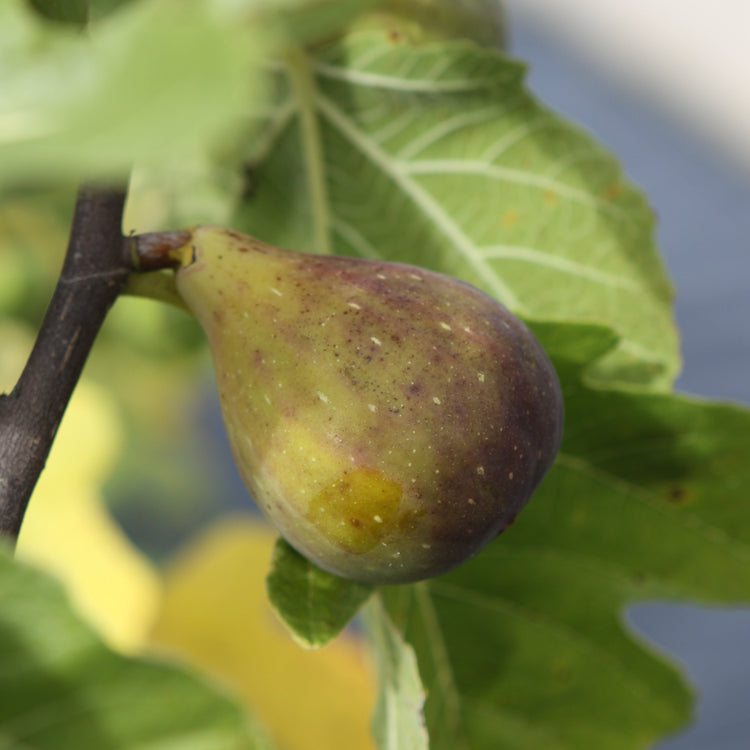 Fig Gustis® Perretta® young plants