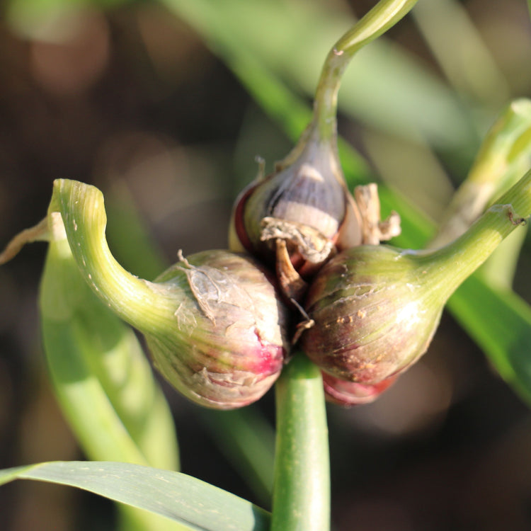 Tree onion young plants