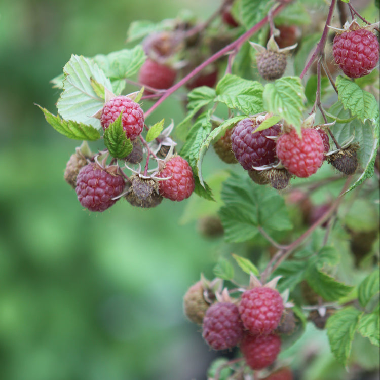 Raspberry 'Williamette' - young plant