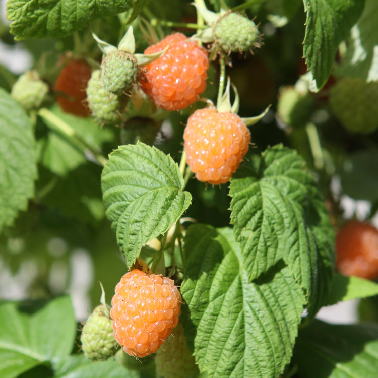 Raspberry 'Valentina®' young plants