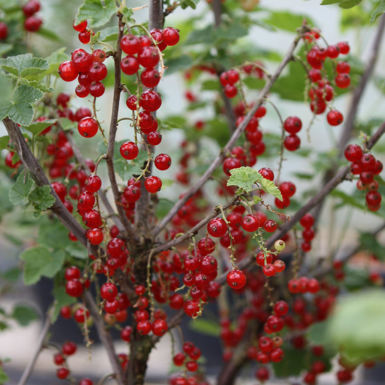 Johannisbeere 'Jonkheer van Tets'-Jungpflanzen