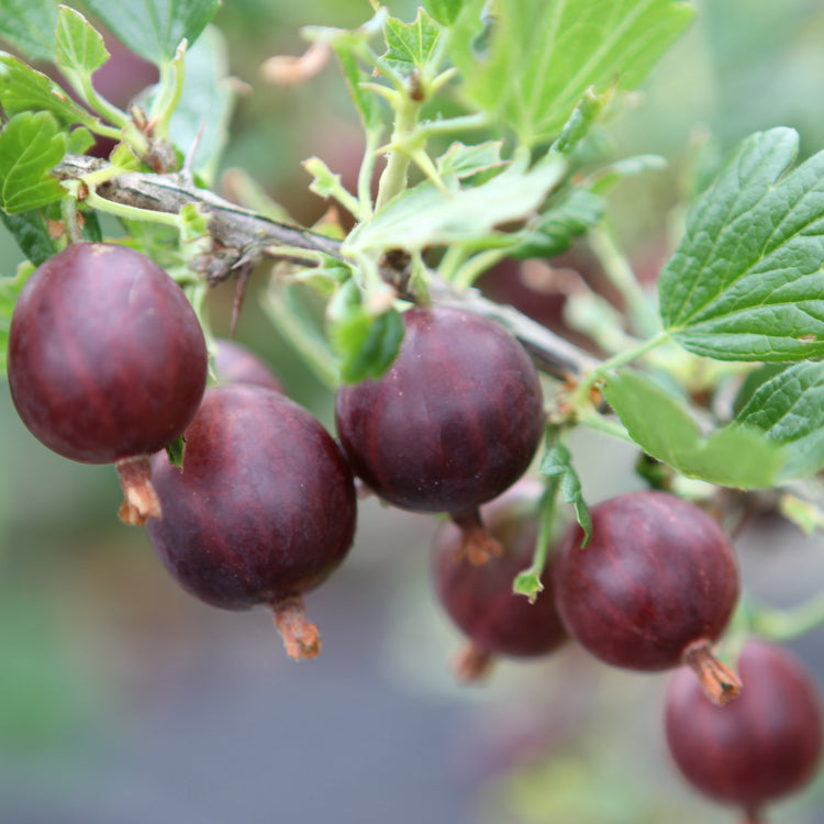 Stachelbeere Hinnonmaki red-Jungpflanzen