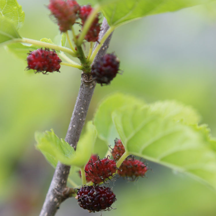 Maulbeere 'Mulle'-Jungpflanzen