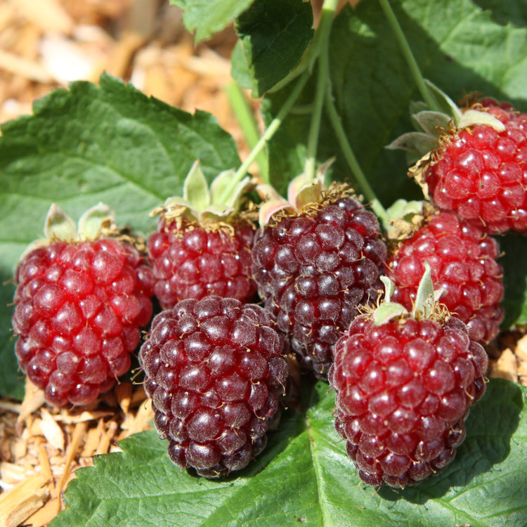 Blackberry hybrid 'Buckingham Tayberry' young plants