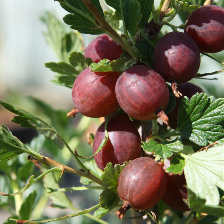 Stachelbeere Hinnonmaki red-Jungpflanzen