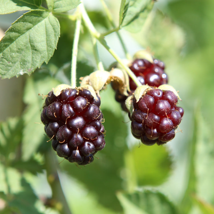 Blackberry hybrid 'Thornless Boysenberry' young plants
