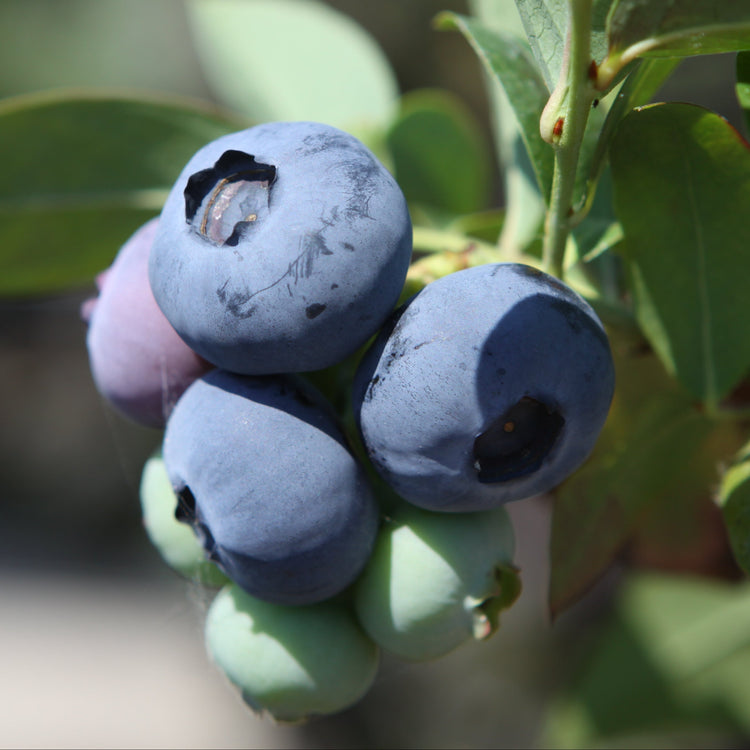 Heidelbeere 'Blueroma'®-Jungpflanzen