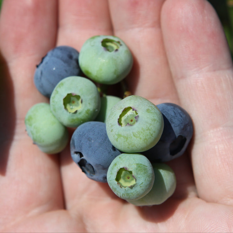 Blueberry 'Blue Dessert'® young plants