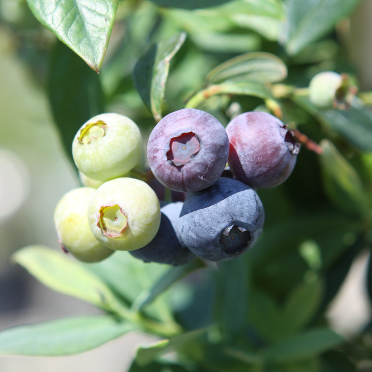 Heidelbeere 'Sunshine Blue'-Jungpflanzen