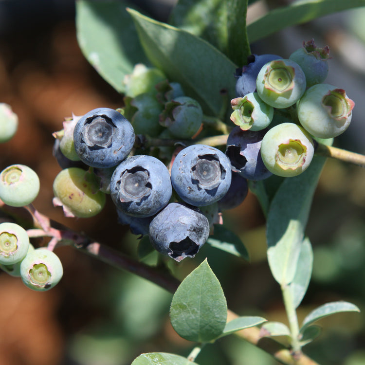 Heidelbeere 'Buddy Blue'-Jungpflanzen