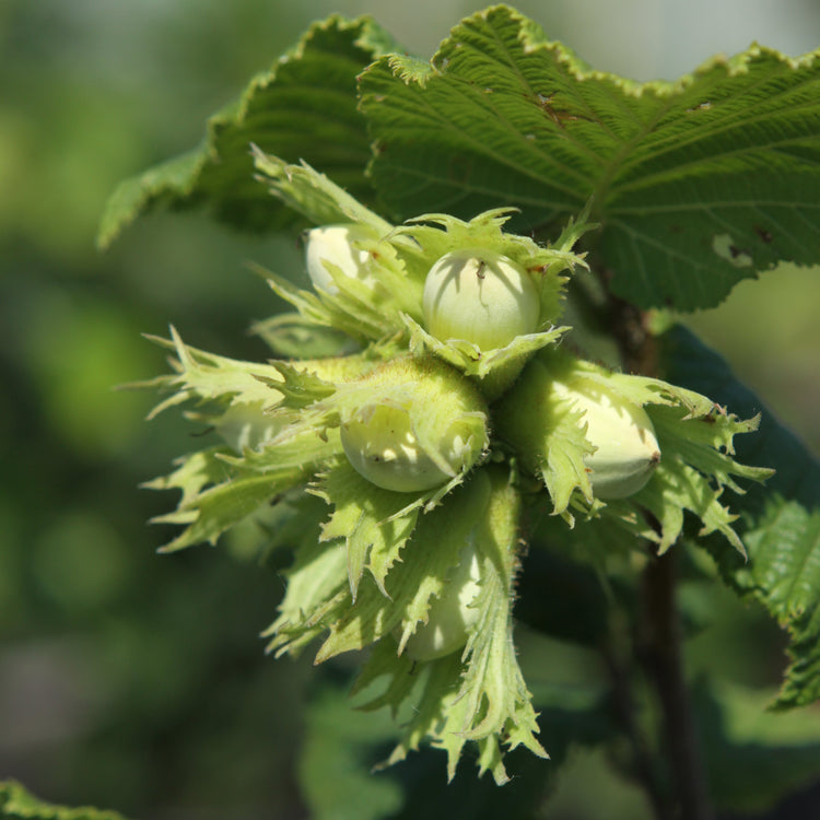 Webb's Prize Cob Hazelnut - Young Plants