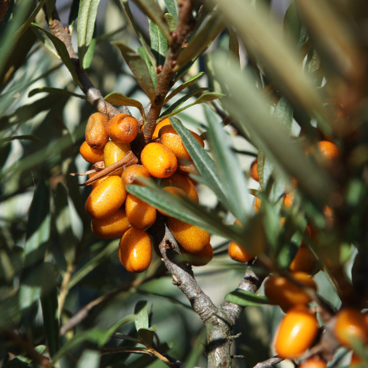 Sea Buckthorn 'Tytti' young plants