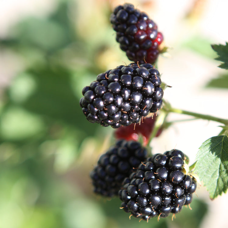 Blackberry Navaho® 'Summerlong'® young plants