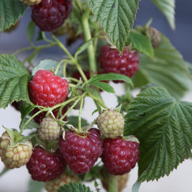 Raspberry Primeberry® 'Autumn First®' young plants
