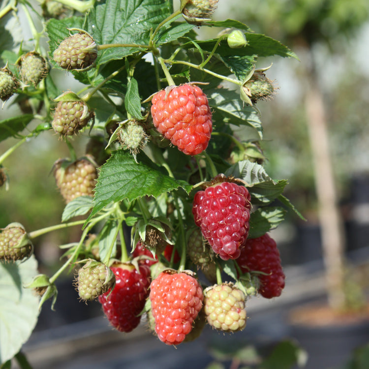 Raspberry Primeberry® 'Autumn Belle®' young plants