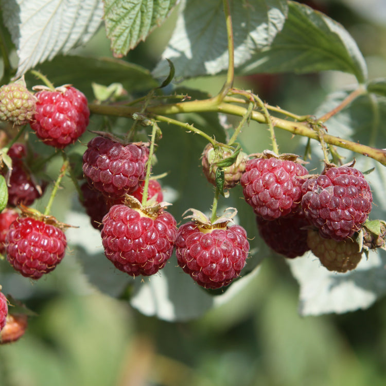 Raspberry 'Heritage' - young plant