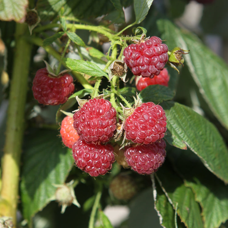 Raspberry 'Heritage' - young plant
