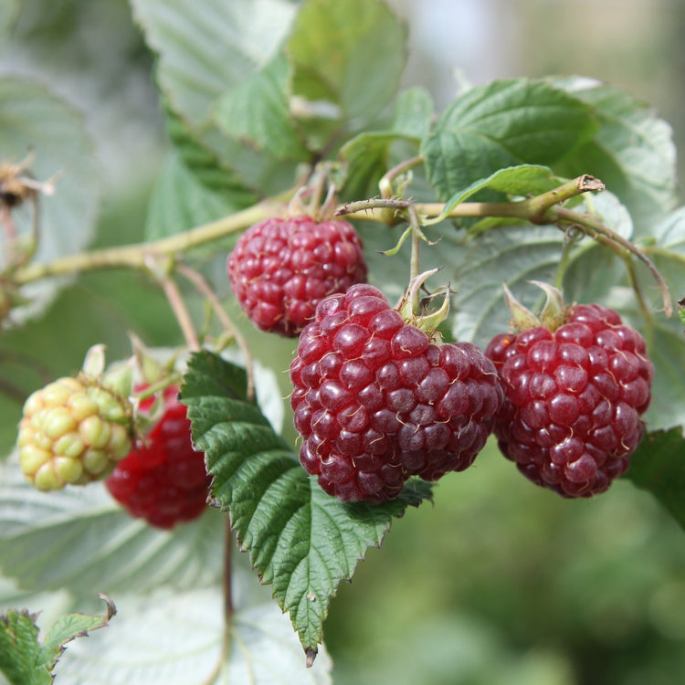 Raspberry 'Zefa III' - young plant