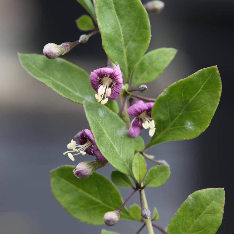 Goji 'Instant Success'® young plants