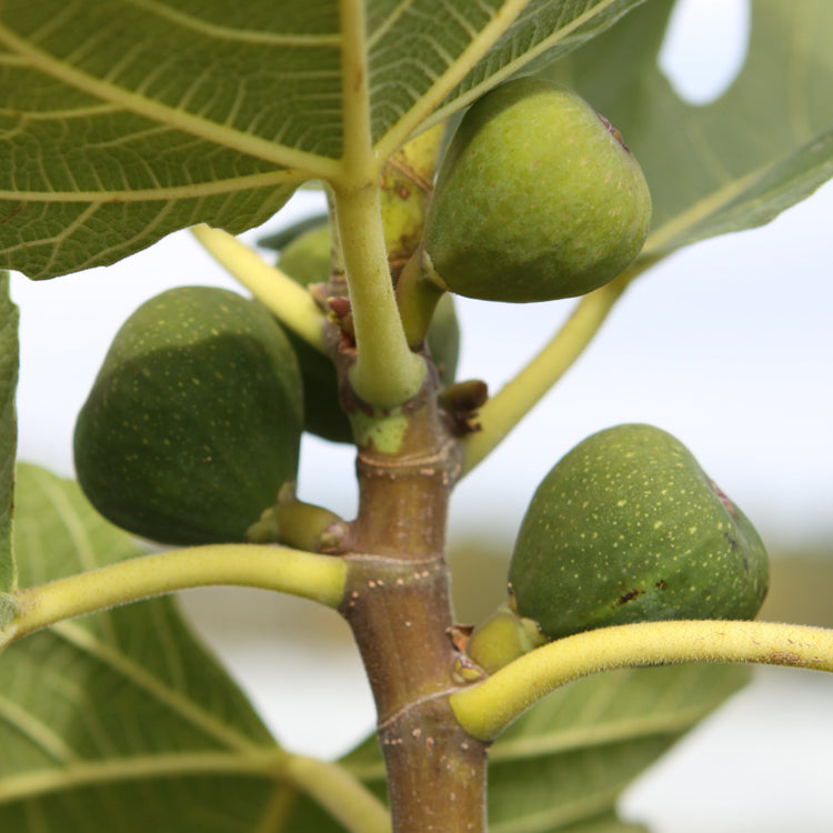 Fig Desert King young plants