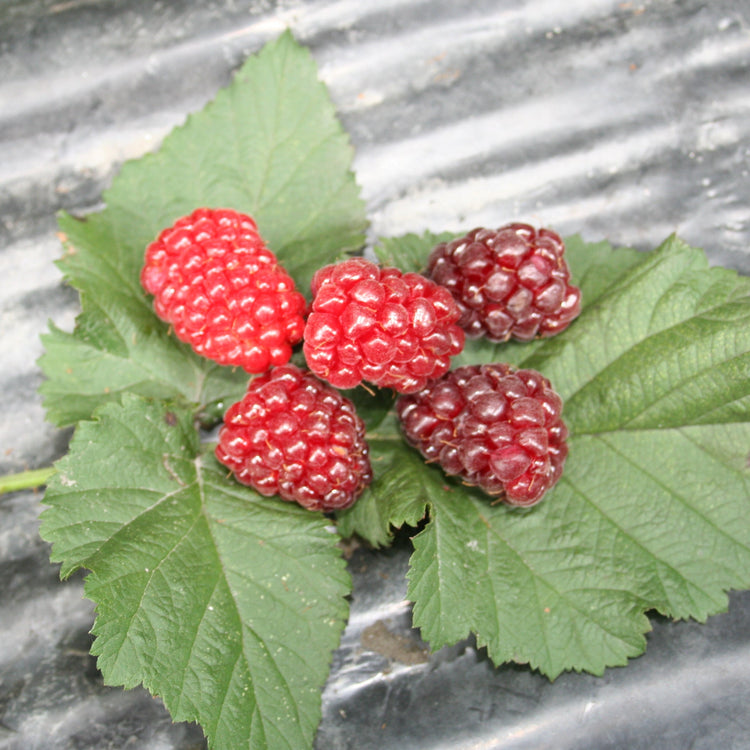 Blackberry hybrid 'Tayberry' young plants