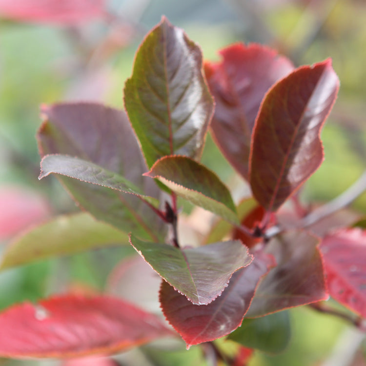 Apfelbeere 'Viking'-Jungpflanzen