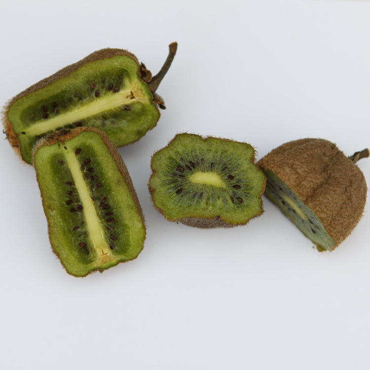 Kiwi Jenny - Jungpflanzen