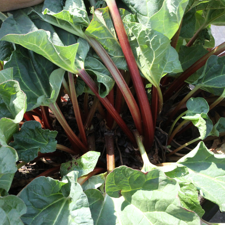 Rhabarber 'Canada Red'-Jungpflanzen
