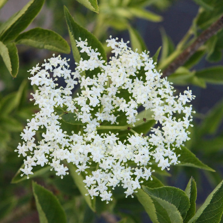 Black elderberry 'Haidegg 17' - young plants