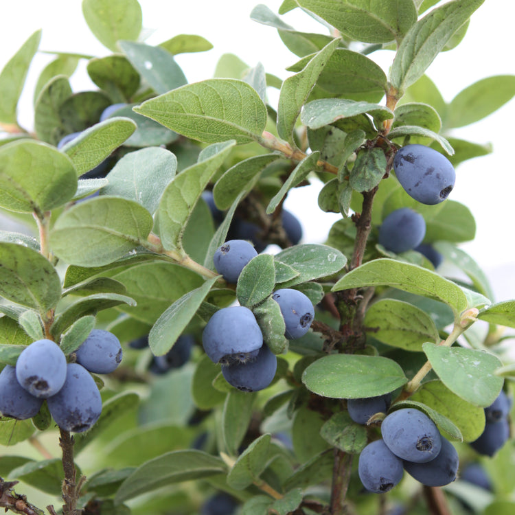 Blue honeysuckle 'Duet' young plants