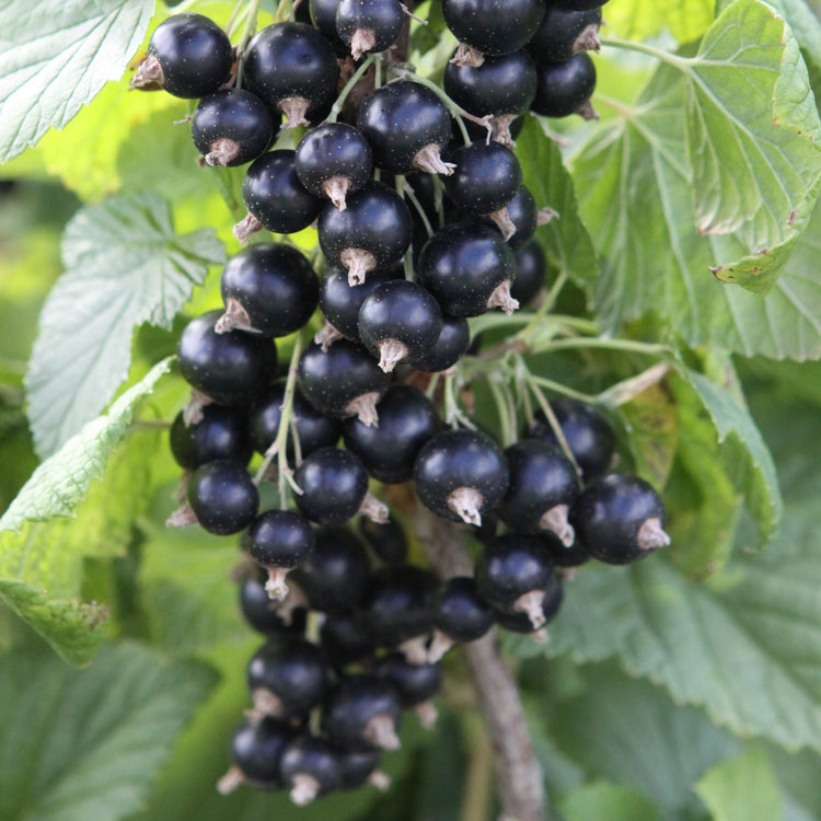 Blackcurrant 'Titania' young plants