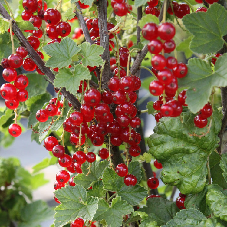Johannisbeere 'Jonkheer van Tets'-Jungpflanzen