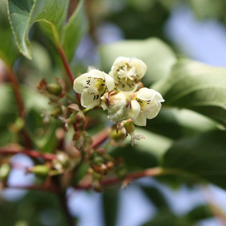 Kiwiberry® Fresh Jumbo