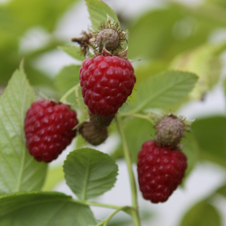 Raspberry 'TulaMagic®' - young plants