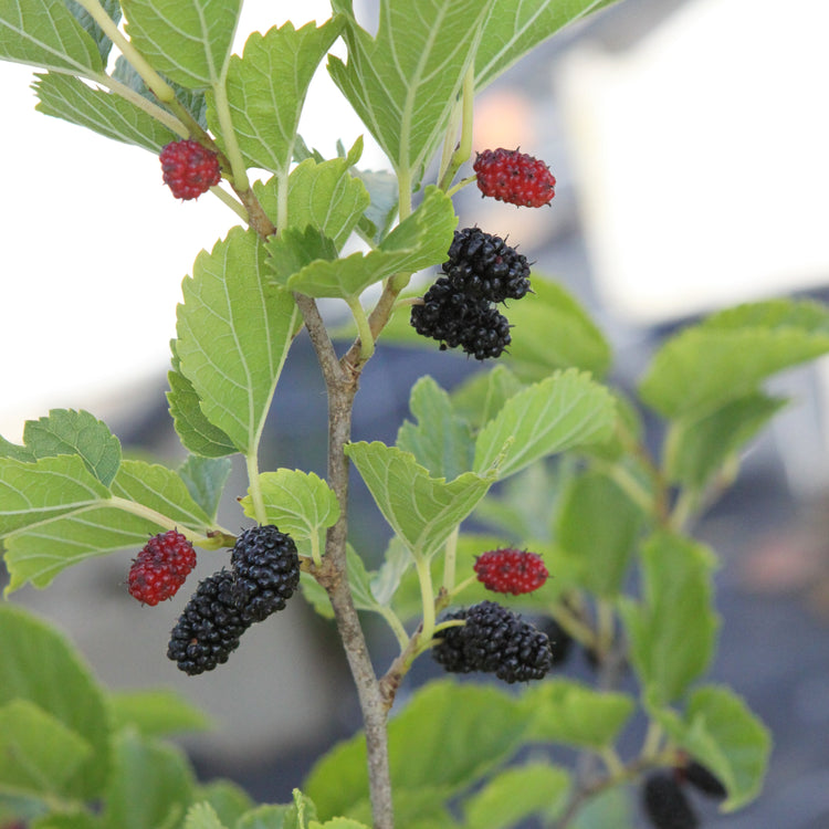 Maulbeere 'Mulle'-Jungpflanzen