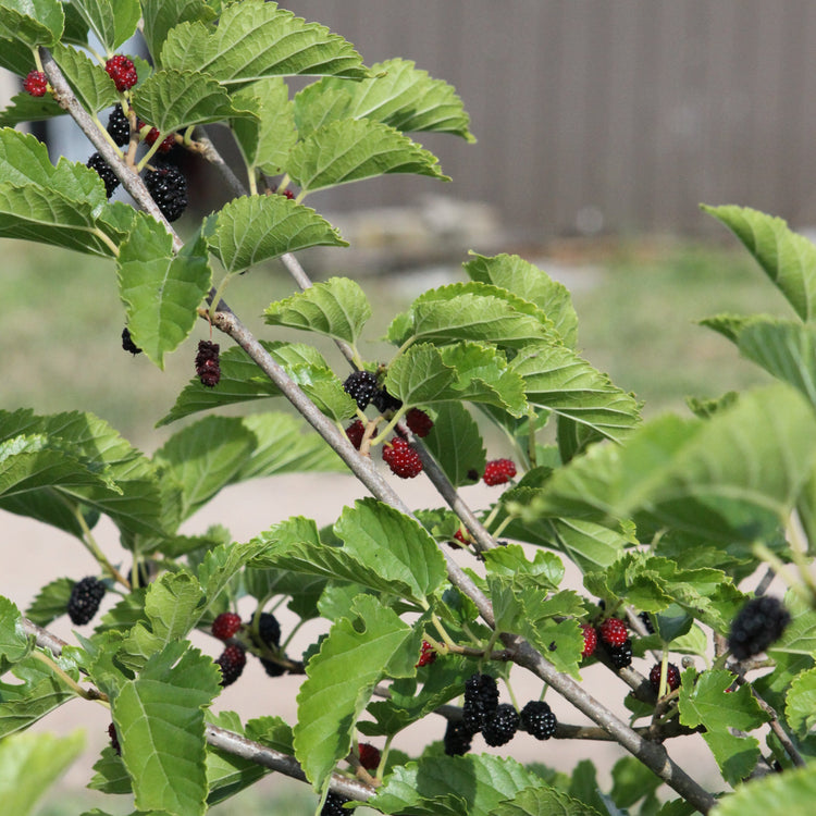 Maulbeere 'Mulle'-Jungpflanzen