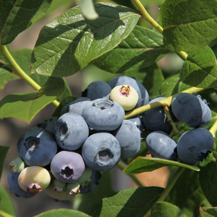 Heidelbeere 'Patriot'-Jungpflanzen
