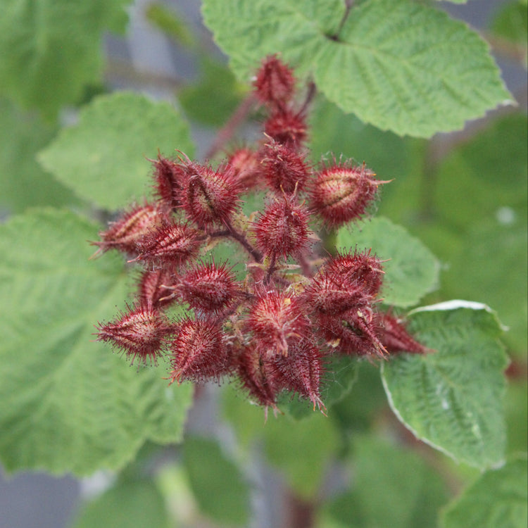 Japanese wineberry young plants