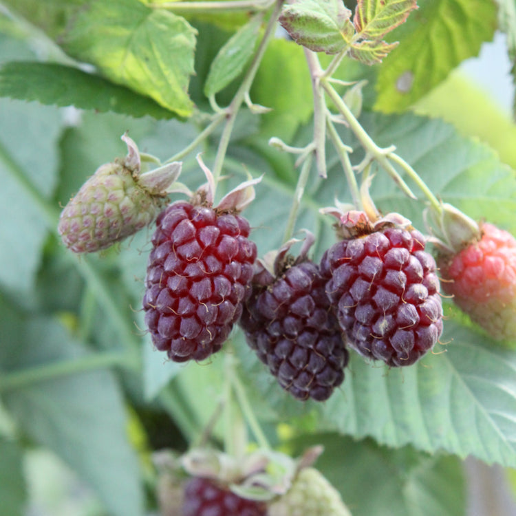Blackberry hybrid 'Thornless Loganberry' young plants