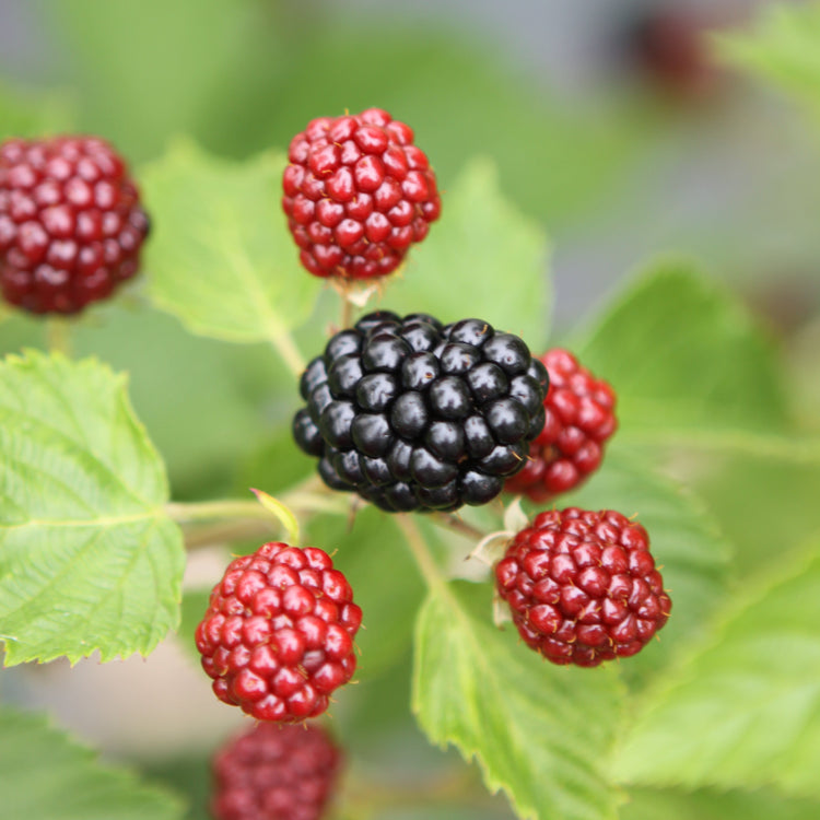 Blackberry 'Asterina' young plants