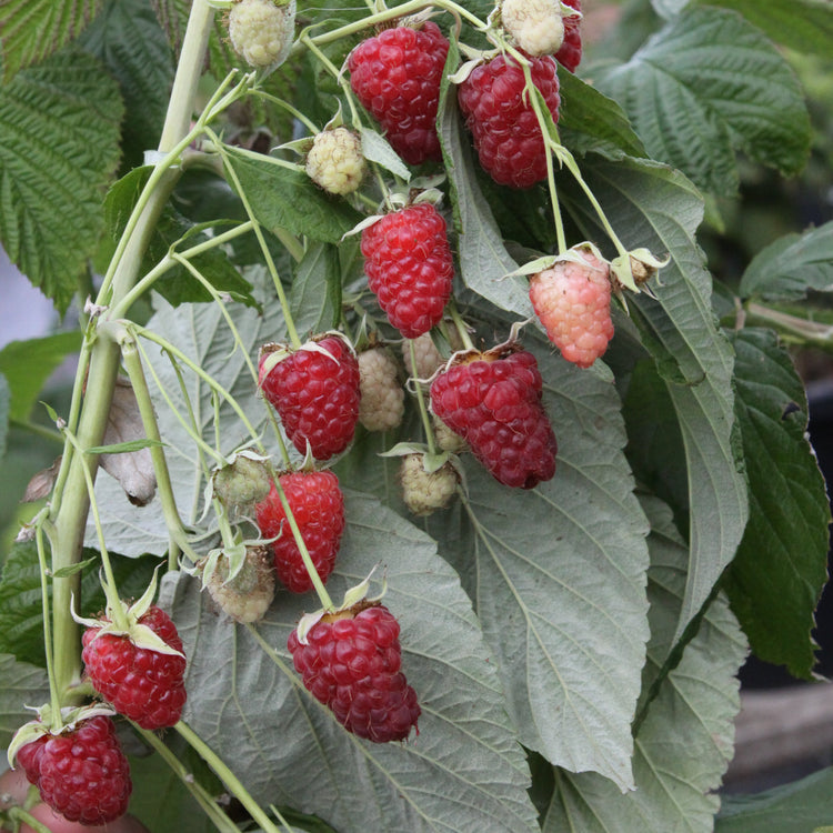 Raspberry Primeberry® 'Autumn Happy®' young plants