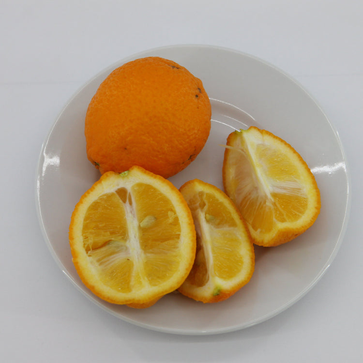 Citrobella® Volkamer lemon young plants