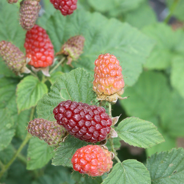 Blackberry hybrid 'Tayberry' young plants