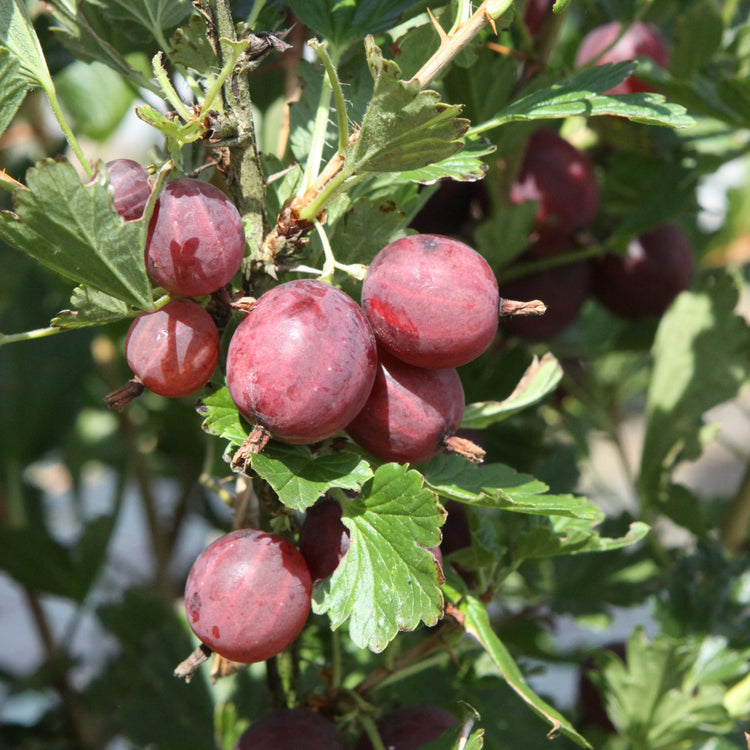 Stachelbeere Hinnonmaki red-Jungpflanzen